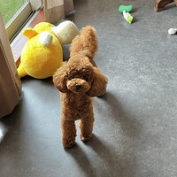 タミー