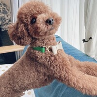 モコ