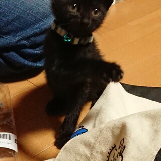 黒猫エンカ君里親さん募集
