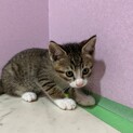 （お見合い決定により停止中）　チーターくん