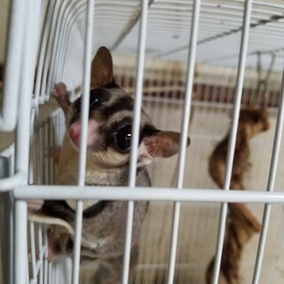 モモンガ  2匹です。