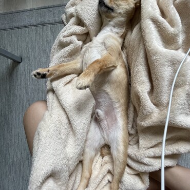 こんなに伸びる？！ってくらい伸び伸び寝てました。笑