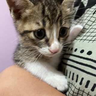 困り顔が可愛い　ちりめん君