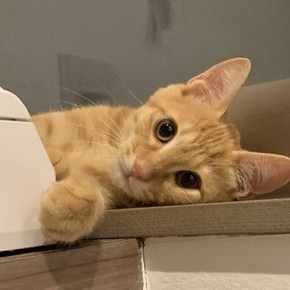 甘えん坊な茶トラ男の子