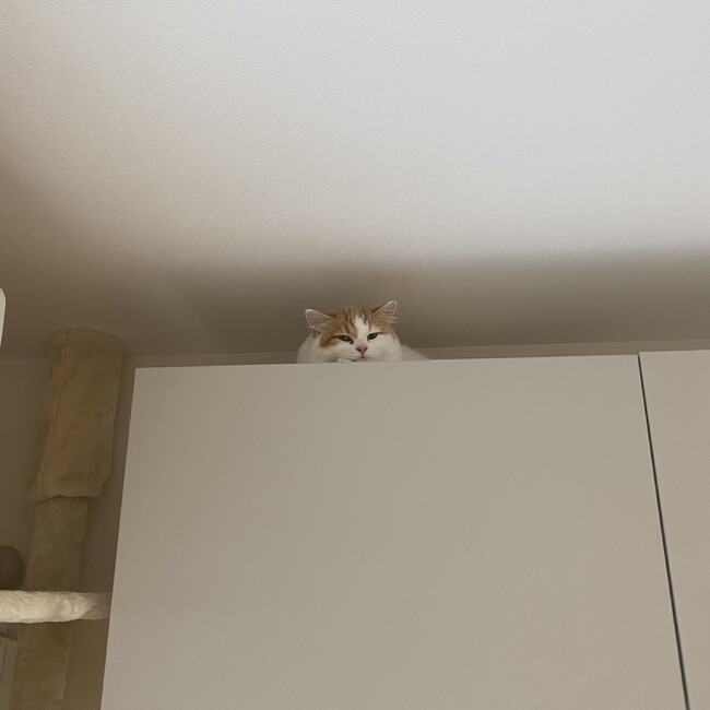 sae0226のカバー写真
