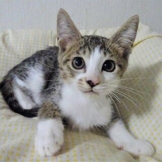 キジ白、少しビビリで寂しがりの右京くん