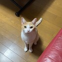 至急！助けてください！