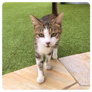 妊猫♡お腹に3つ子の赤ちゃんいます