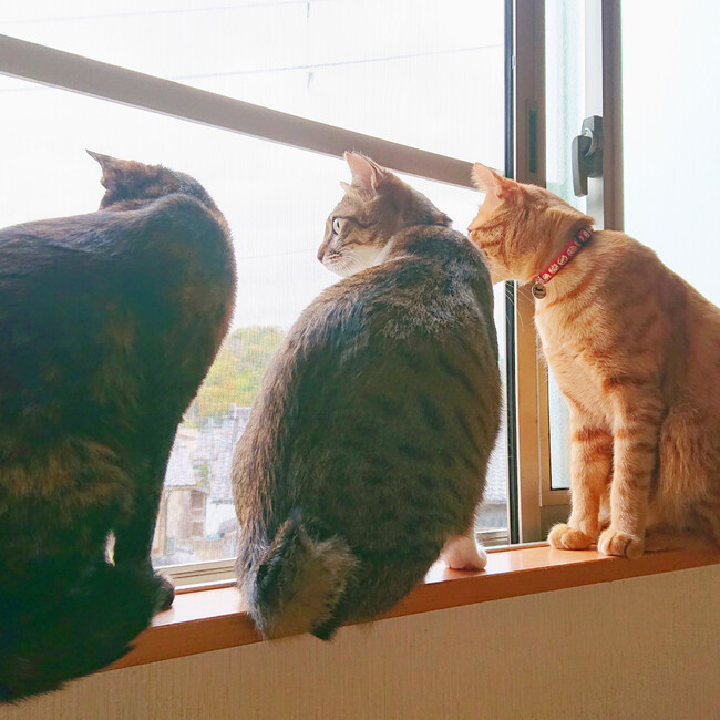 ちみさんのカバー写真