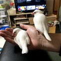 白文鳥♂♀ペア里親募集
