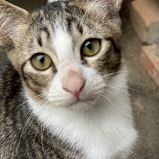 多頭飼育からのレスキューです