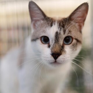 青い目がすてきなそら君