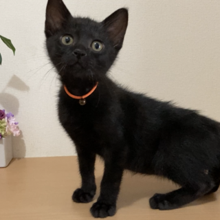 イケメン☆スリゴロ甘えん坊