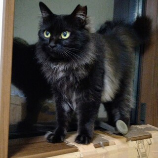 ※里親決定　捨てられたのに甘えん坊な長毛女の子