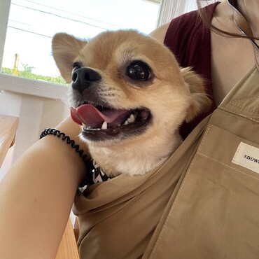 人気のカキ氷屋さんまでデート。フォクシー自慢の歯^^
