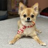 咥えチーズ。バンダナもワイルドだね。