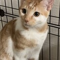 生後6ヶ月の可愛い子猫ちゃん
