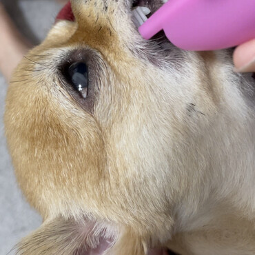 さらふわの毛布に包まって歯磨きすると‥途中でウトウトし始める。終わるまで大人しくて偉いね。