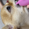 さらふわの毛布に包まって歯磨きすると‥途中でウトウトし始める。終わるまで大人しくて偉いね。