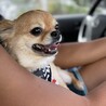 フォクシーには何歳になっても自分の歯で美味しいものたくさん食べて欲しいから、毎日しっかり歯磨きしようね。