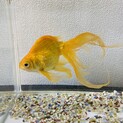 金魚を飼ってくださる方お願い致します