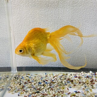 金魚を飼ってくださる方お願い致します