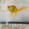 金魚を飼ってくださる方お願い致します サムネイル2
