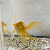 金魚を飼ってくださる方お願い致します サムネイル3