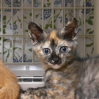 サビ猫のうららちゃん　美猫さんです