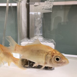 金魚2匹☆お譲りします