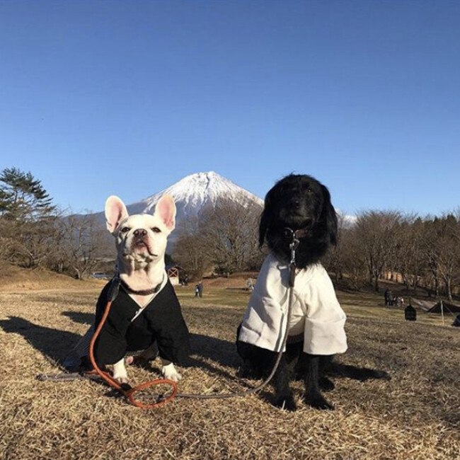 majasayaのカバー写真