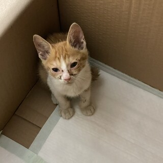 里親が見つかりました！