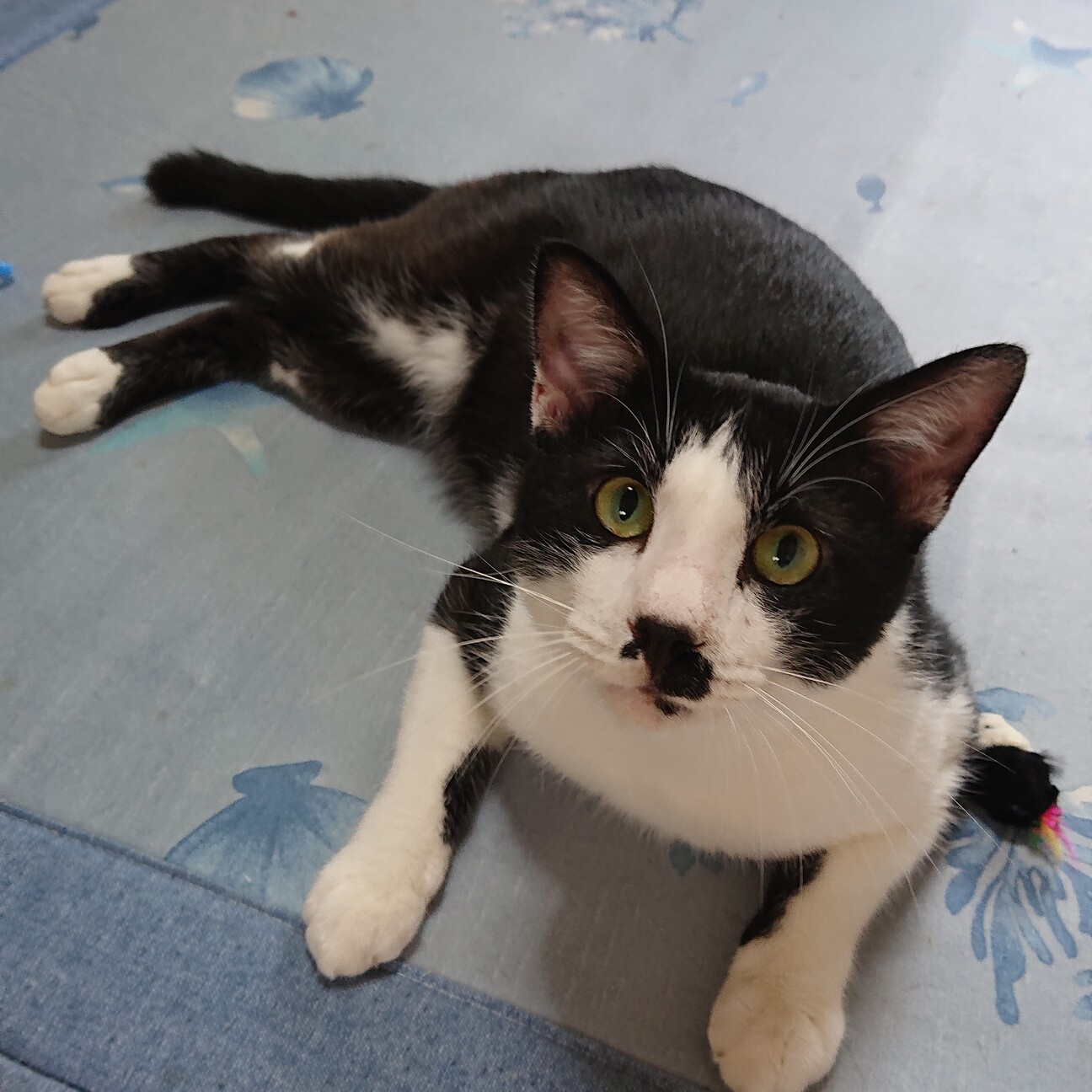 大人猫の魅力に気付かせて 大阪府 猫の里親募集 ペットのおうち 月間利用者150万人