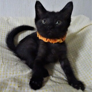 大人しく小さめの黒猫、クロ太くん