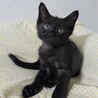 大人しく小さめの黒猫、クロ太くん サムネイル2