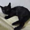 大人しく小さめの黒猫、クロ太くん サムネイル3