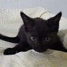 大人しく小さめの黒猫、クロ太くん サムネイル4
