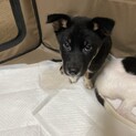 サンの家族を探してます。