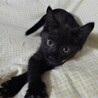 大人しく小さめの黒猫、クロ太くん サムネイル5