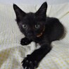 大人しく小さめの黒猫、クロ太くん サムネイル6