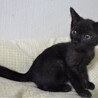 大人しく小さめの黒猫、クロ太くん サムネイル7