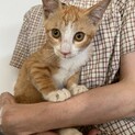茶シロの男の子３ヶ月くらいです。