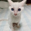 元気な白猫ちゃんの里親募集です！