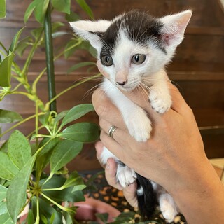 背中のドット模様がキュートな「ひこ」くん♂