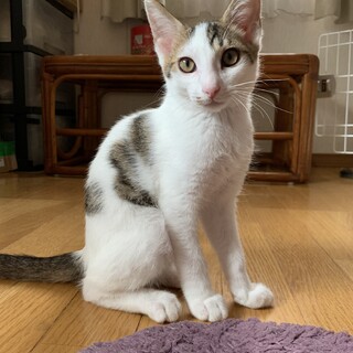 5月中旬生まれオス子猫ちび太くん