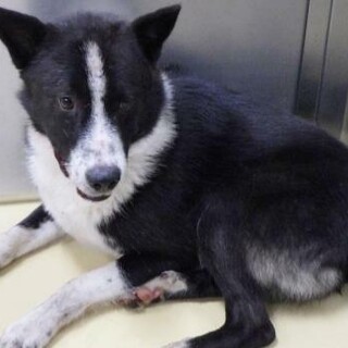 野犬のこです