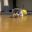 鼻のホクロがキュートな三毛猫