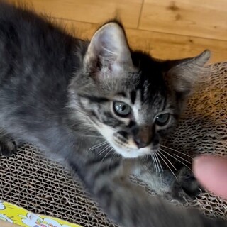 もふもふ珍しい黒キジの「もふ」ちゃん