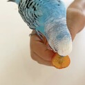 セキセイインコ　オスメス　3歳