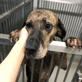 譲渡されました★有難うございました！